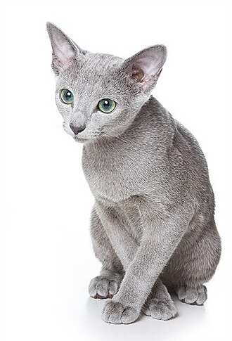 Russian Blue Cat - Article 3